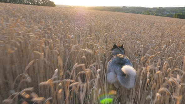 Rear View of Siberian Husky Dog Running Fast Through Golden Spikelets at Meadow on Sunset