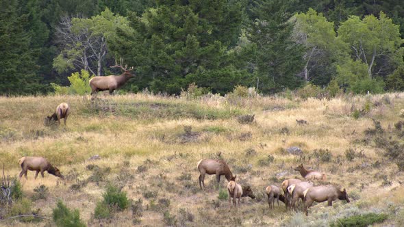 Bull Elk bugling in forest guarding cow elk