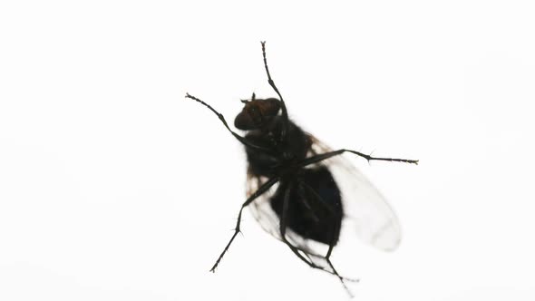 Housefly Cleans Wings