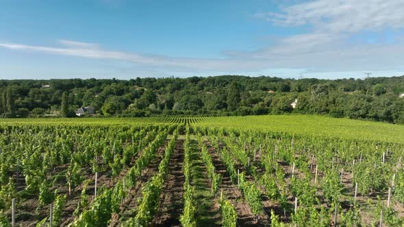 Vineyard in the Bordeaux Wine Region in France