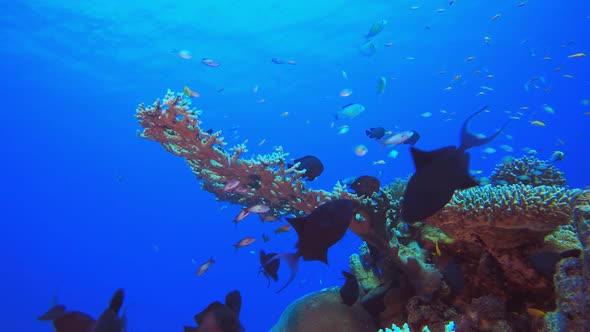 Tropical Blue Water Colorful Fishes