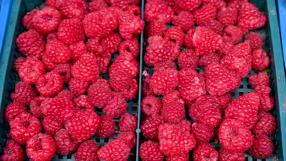 Raspberries Fruit Vegetable Market Shop Food 022