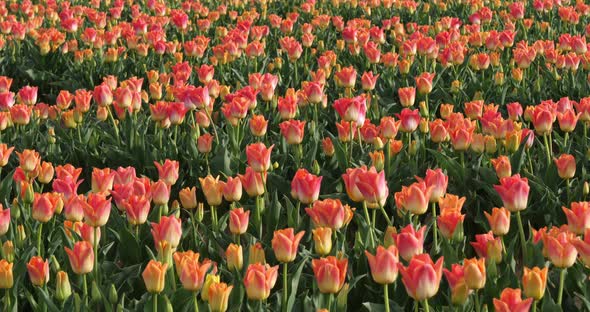 Tulips field in the Provence, Alpes de Haute Provence, France