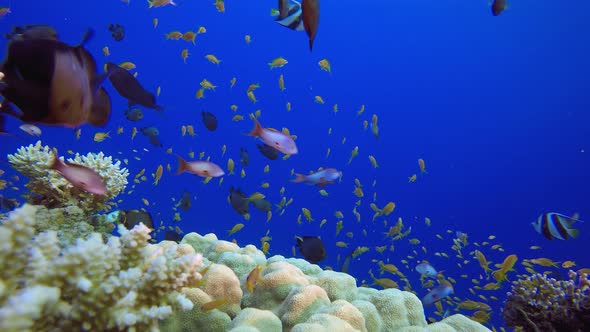 Underwater Tropical Reef