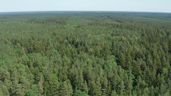 Forest Aerial