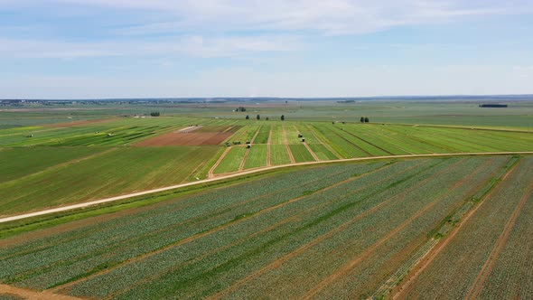 Agricultural Land with Green Crops From Above