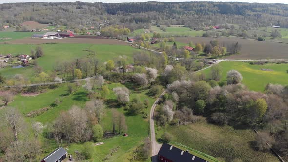 Reveal Farm At Valle Area Famous For Thousands Of Wild Cherry Blossom Trees