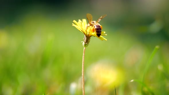 Honey bee gathering blossom dust on dandelion