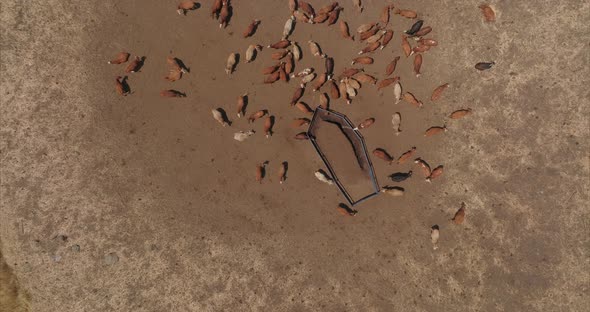 Small cluster of Cattle feeding in a farm, Aerial view.