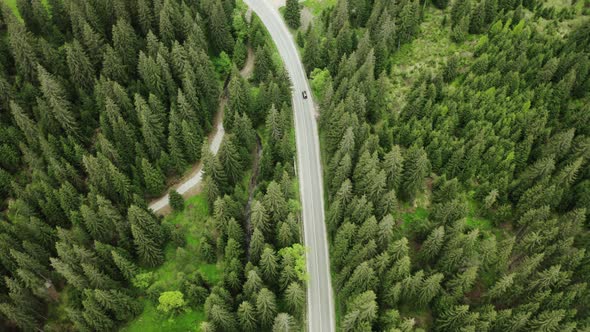 Aerial Drone Top View of Green Pine Trees in Forest Empty the Forest Road