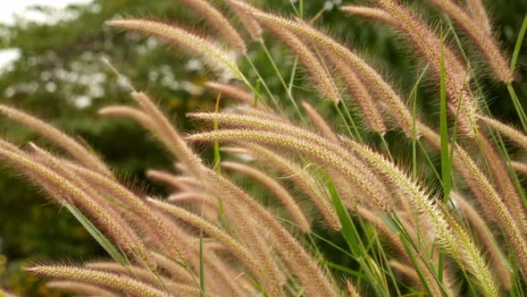 Grass in the Wind_01