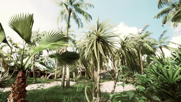 Tropical Palms and Plants at Sunny Day