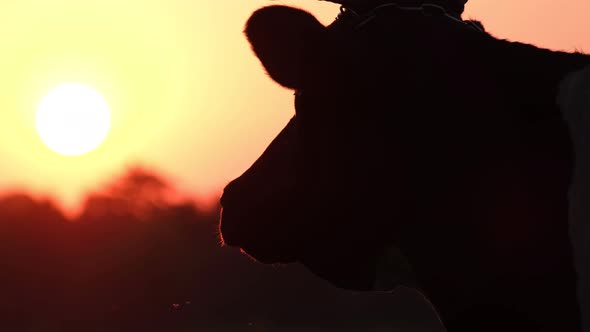 Cattle Breeding in the USA Texas Sunset in the Meadow Silhouette of a Cow