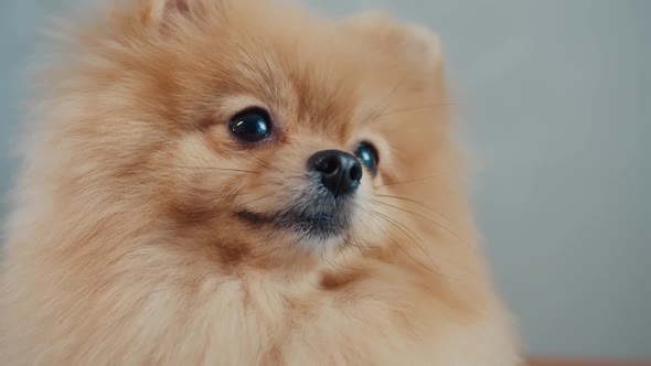 Portrait of a Cute Pomeranian Dog