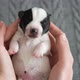 Puppy Sleeping in the Owners Hands - VideoHive Item for Sale