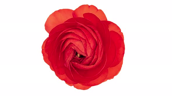 Time Lapse Red Ranunculus Flower