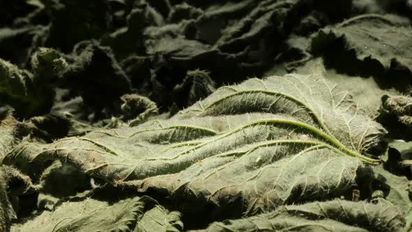 Common nettle Urtica dioica leaves dried for tea  4K video