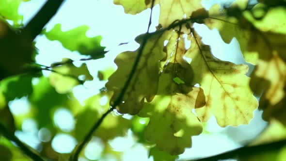 Sunrays Peaking Through Leaves