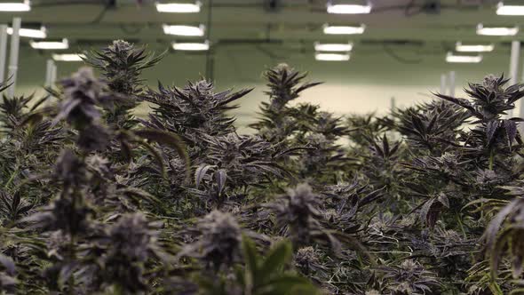 Tall Purple Weed Plants At Indoor Cannabis Industry Warehouse