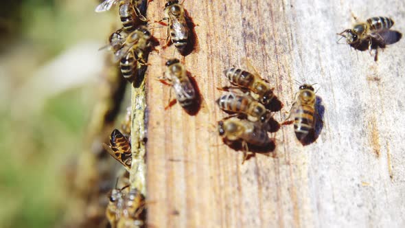 Close-up of honey bee box covered with bees