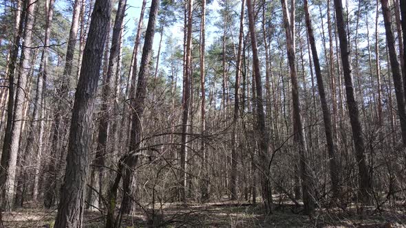 Trees in a Pine Forest During the Day Aerial View