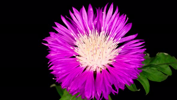 Time Lapse of Blossoms Purple Flower of Persian Cornflower Centaurea Dealbata