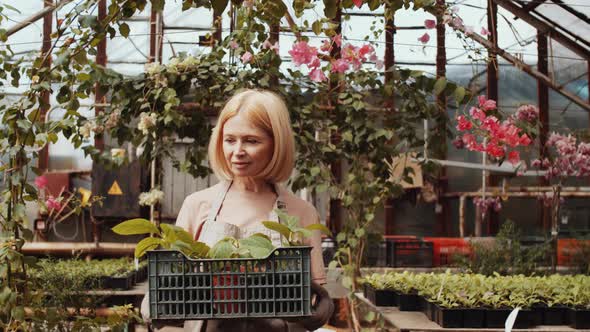 Senior Female Farmer Walking with Plants in Crate through Greenhouse