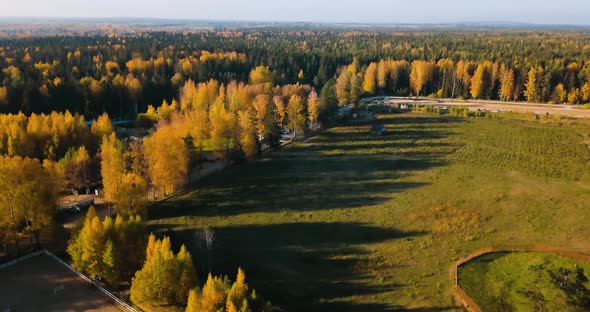 Forest In North of Russia Saintpetersburg