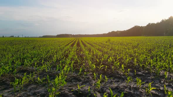 Rows of Green Corn Shoots in Summer at Dawn