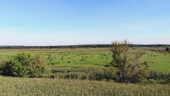 in Meadow on Green Grassy Field Many Brown and Black Pedigree Breeding Cows Bulls are Grazing