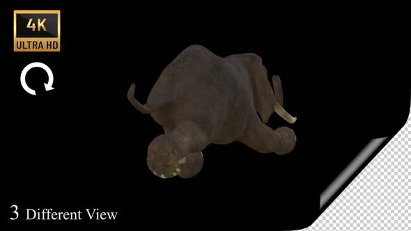 Elephant Swim Pack  alt