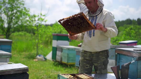 Apiarist with bee frame full of bees.