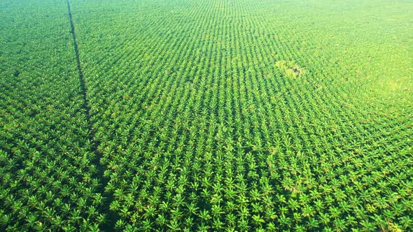 4K : Aerial view over a palm trees. palm plantation