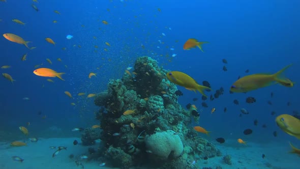 Tropical Underwater Coral Garden Marine Life