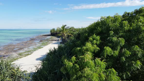 Thickets on the Coast of the Island of Zanzibar Tanzania Slow Motion