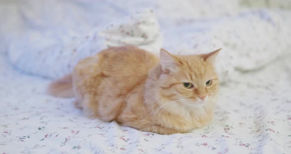 Cute Ginger Cat Lying in Bed. Man Stroking His Fluffy Pet. Morning Bedtime in Cozy Home.