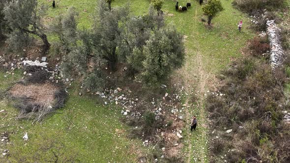 Herd of sheep in the mountains aerial view 4 K