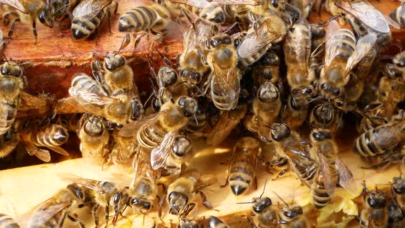 Many Bees Crawl on the Frame with Honey Inside the Beehive in the Apiary