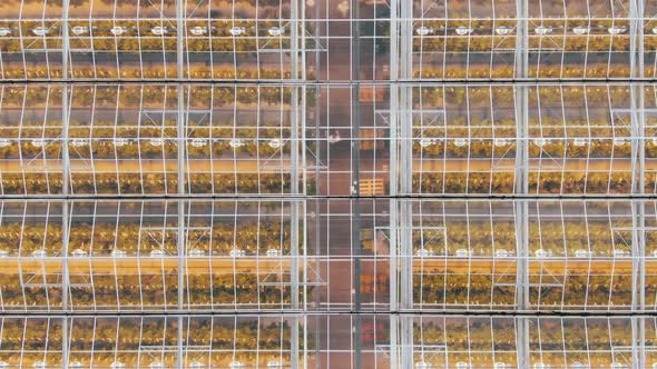 Employees Walk Along Passway Between Greenhouse Beds Aerial