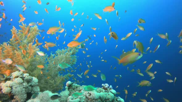 Underwater Sea Coral Reef