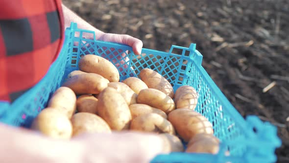 Man Farmer Holding Box of Potatoes in Field at Sunset