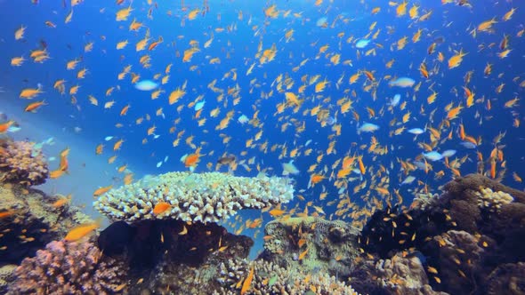 Tropical Blue Water Colorful Fishes