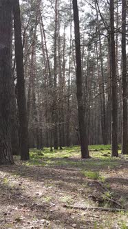 Vertical Video of Beautiful Forest Landscape Aerial View