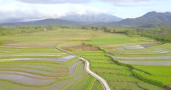 Tonoboyo rice fields with mountain natural landscape in the background, Magelang, Central Java, Indo