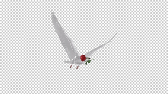 White Dove with Red Rose - Flying Loop - Side Angle alt
