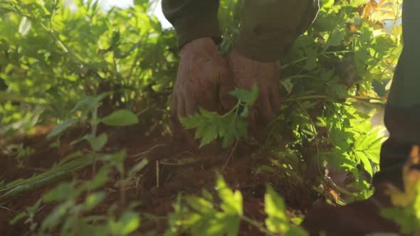 Farmer shakes the dirt off a yellow potato plant. Cinematic look, Close up shot, slow motion.