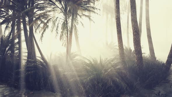 Coconut Palms in Deep Morning Fog