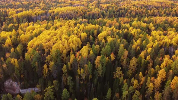 Top Down Drone Autumn Wood. Nature Background. Aerial Top View of Autumn Forest with Colorful Trees