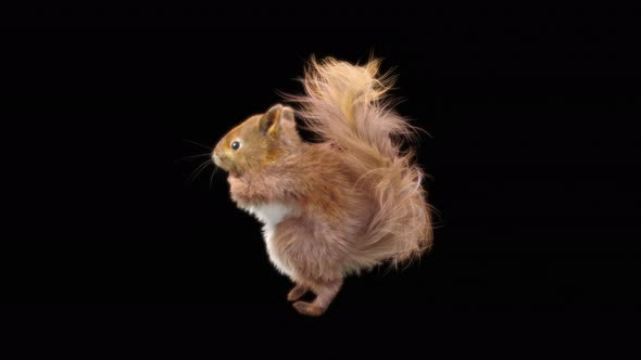 Squirrel Dancing HD