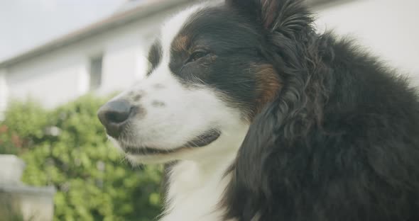 Low angle shot of a dog looking and breathing. Handheld shot with shallow depth of field. Dog lookin